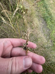 Anthracoidea arenariae