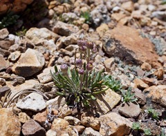 Packera werneriifolia