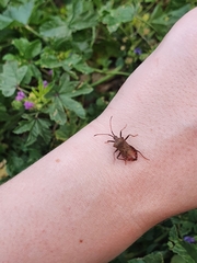 Coreus marginatus