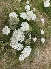 Daucus carota gummifer