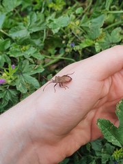 Coreus marginatus