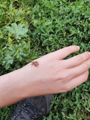 Coreus marginatus