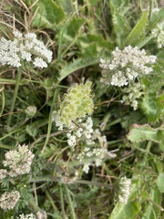 Daucus carota gummifer