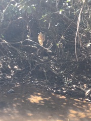 Parides burchellanus