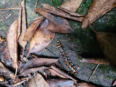 Phengodes laticollis