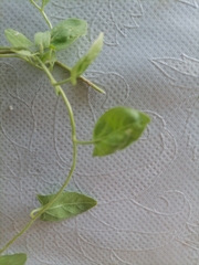 Epilobium roseum