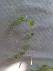 Epilobium roseum