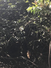 Parides burchellanus