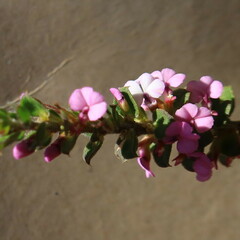 Muraltia orbicularis