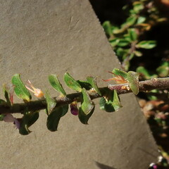 Muraltia orbicularis