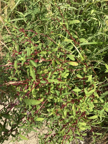 Ludwigia glandulosa iNat (3)