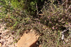 Muraltia orbicularis