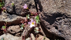 Oxalis enneaphylla