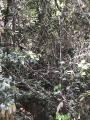 Parides burchellanus