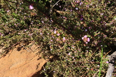 Muraltia orbicularis