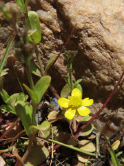 Ranunculus flammula ovalis