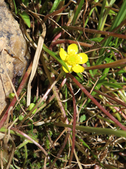 Ranunculus flammula ovalis