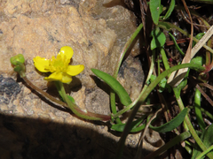 Ranunculus flammula ovalis