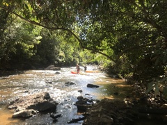 Parides burchellanus