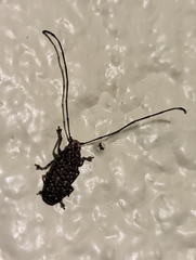 Phoenicobiella chamaeropis