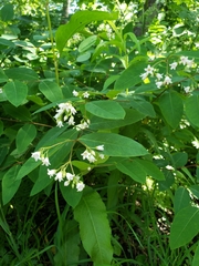 Apocynum androsaemifolium