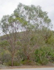 Eucalyptus rudis