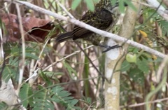 Pogoniulus scolopaceus