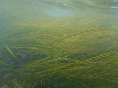 Phyllospadix scouleri