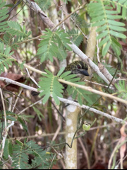 Pogoniulus scolopaceus