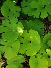 Sanguinaria canadensis