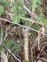 Pogoniulus scolopaceus