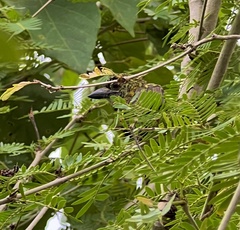 Pogoniulus scolopaceus