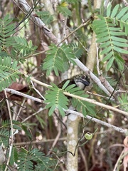 Pogoniulus scolopaceus