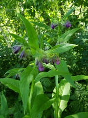 Symphytum officinale