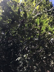 Parides burchellanus