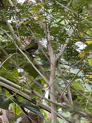 Pogoniulus scolopaceus