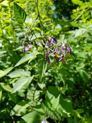 Solanum dulcamara