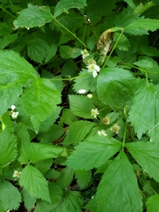 Rubus