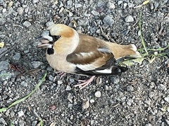 Coccothraustes coccothraustes