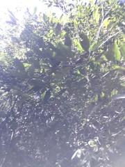 Parides burchellanus