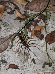 Thereuopoda clunifera