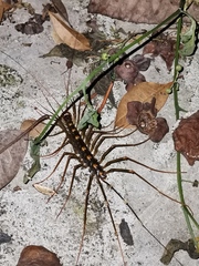 Thereuopoda clunifera