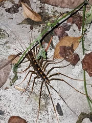 Thereuopoda clunifera