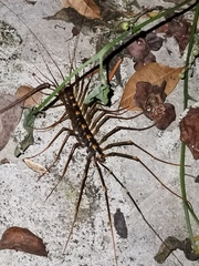 Thereuopoda clunifera