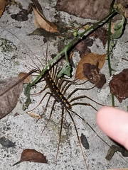 Thereuopoda clunifera