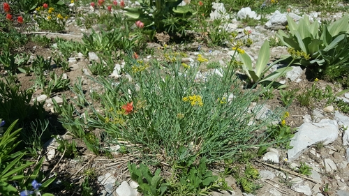 Lomatium graveolens