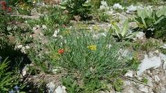 Lomatium graveolens