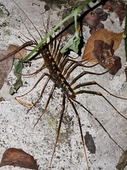 Thereuopoda clunifera