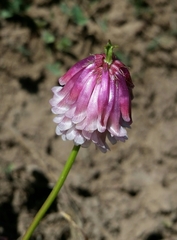 Trifolium productum