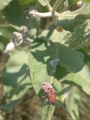 Tetraopes annulatus